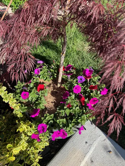 Red Japanese maple above pink and purple annuals in a raised bed