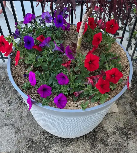 Red and purple petunias in a large white planter