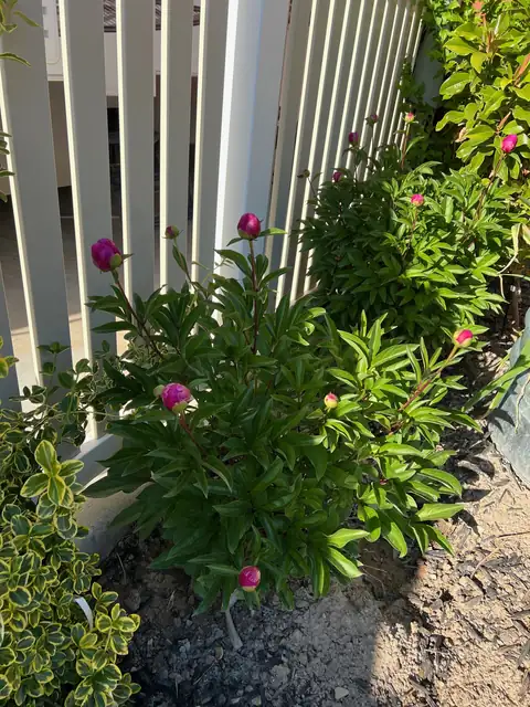 Flowering shrubs planted along a white vinyl fence